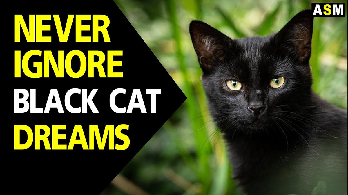 Black Cat In A Dream Meaning: What Does It Mean?