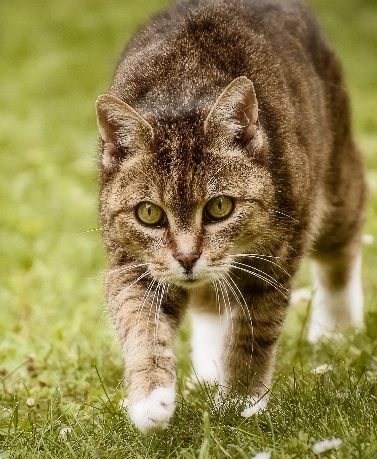 Cat Dream Dictionary: What Your Feline Visions Really Mean