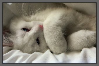 Cats And Kittens In Dreams: What Does It Mean?