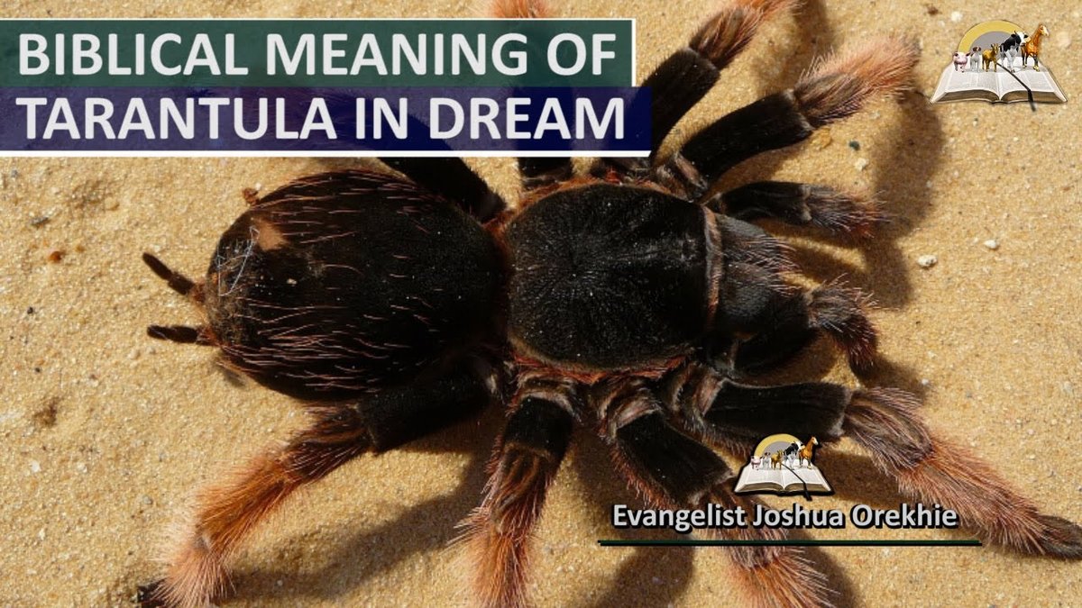 Dream of tarantula spider: What does it mean?