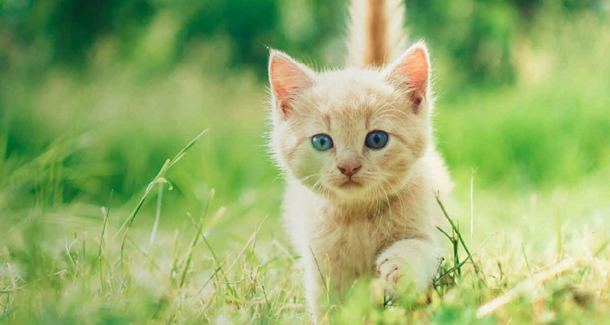 Kitten Dream Interpretation: What Does the Kitten Dream Mean?