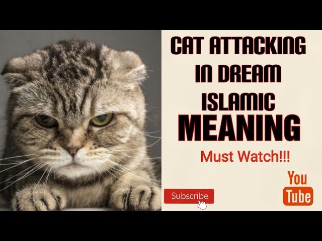 Spiritual Meaning of Cat Biting You in Dream Explained