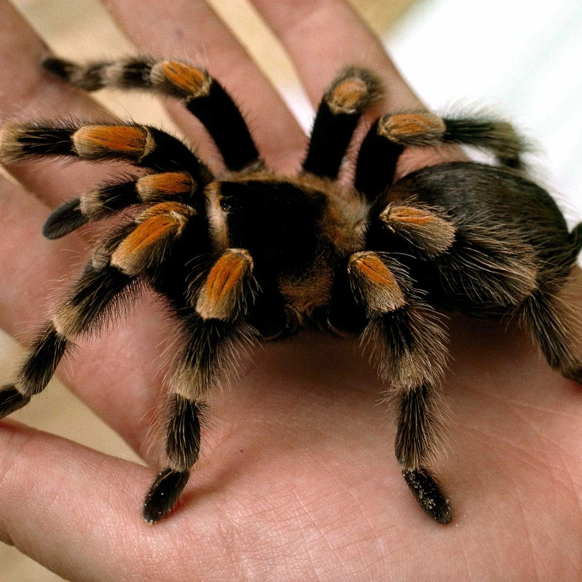 Tarantula Dream: What Your Spider Nightmare Really Means?