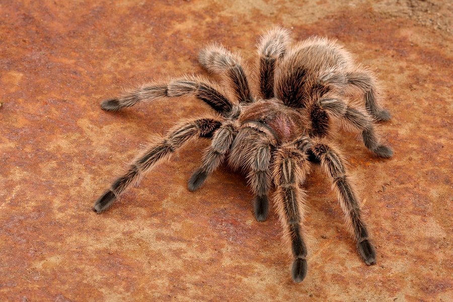 Tarantula dream symbol: What does that spider mean for you?