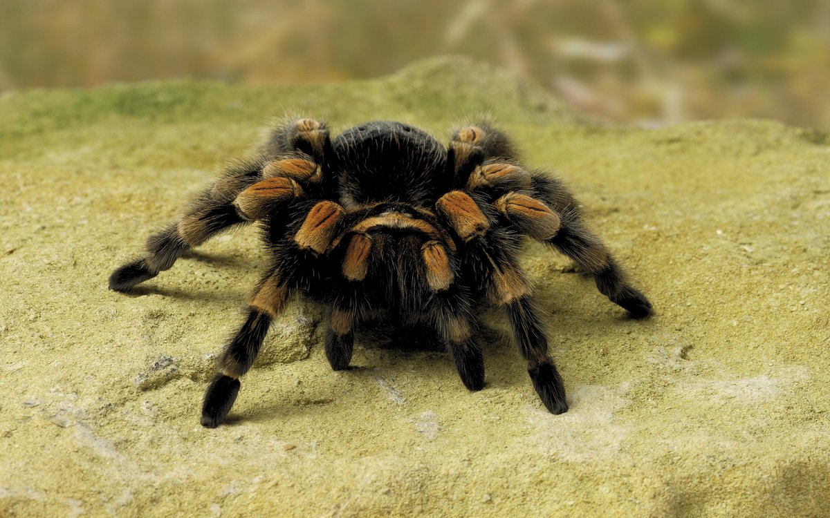 Tarantula Spider Dream Meaning: What Does That Dream Really Mean?