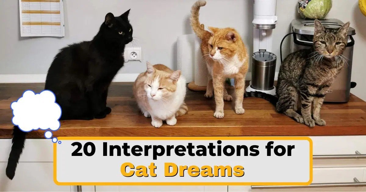 Watching cat in dream: What could that feline vision mean?
