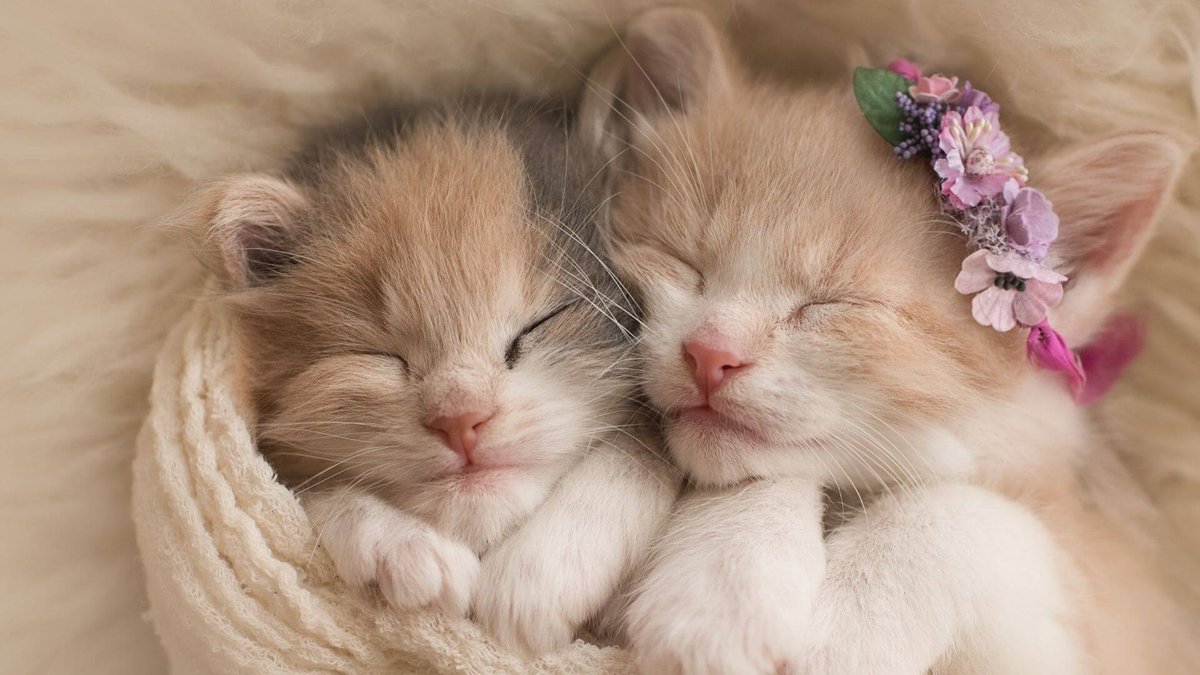 What Does It Mean To Dream About Kittens Exactly?